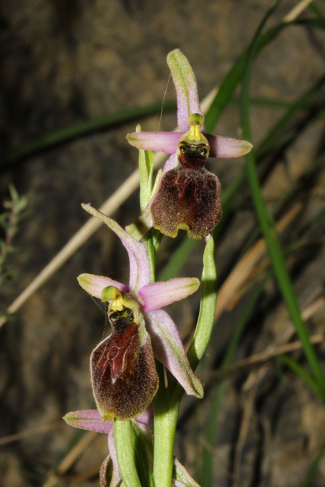 Ophrys exaltata subsp. montis-leonis - variabilit